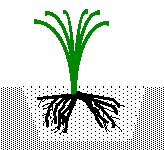 Diagram: daylily set on a mound of soil with roots spread around it