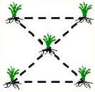 Spacing diagram showing daylilies planted in a staggered pattern