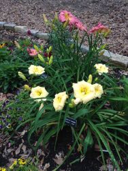 The Billingslea Garden, photo 3