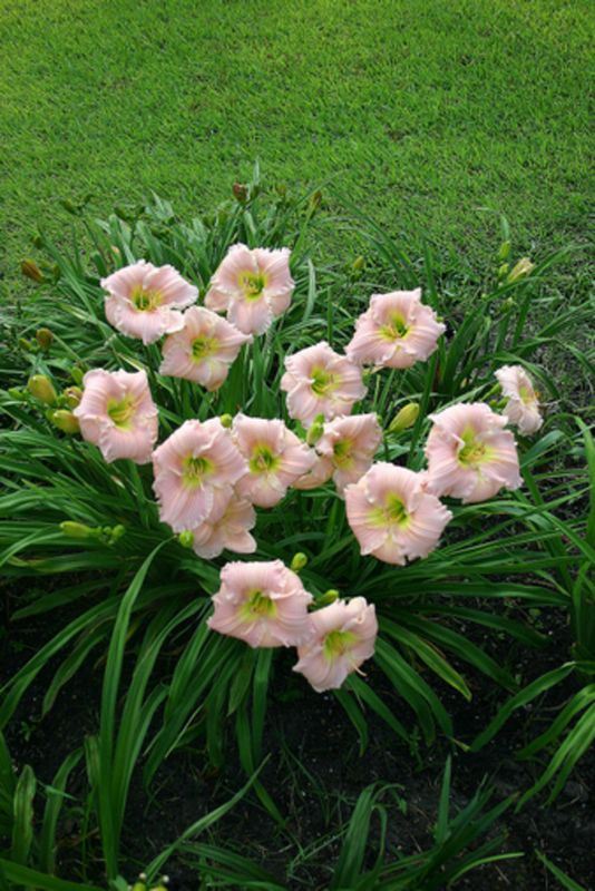 Blooms, photo 1