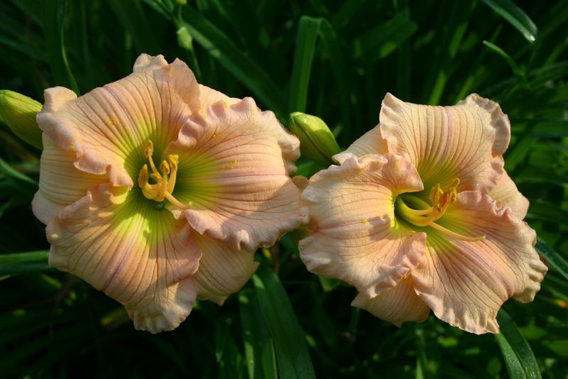 Blooms, photo 2