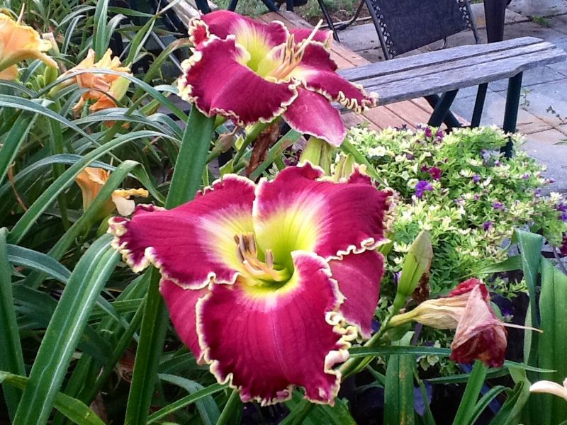 Blooms, photo 11