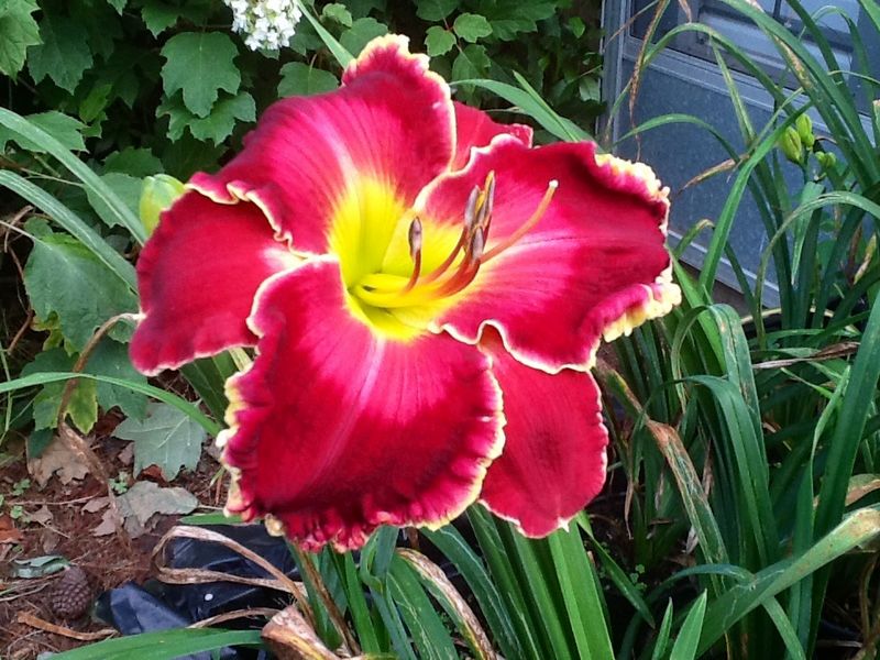 Blooms, photo 12