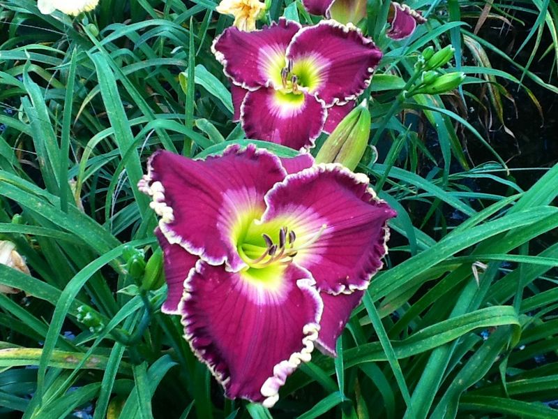 Blooms, photo 13