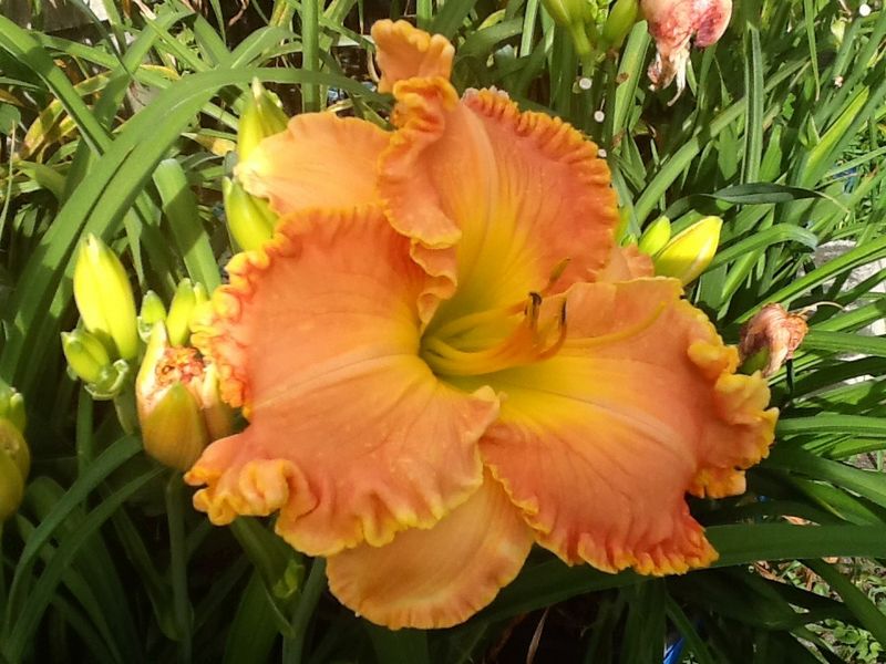 Blooms, photo 15