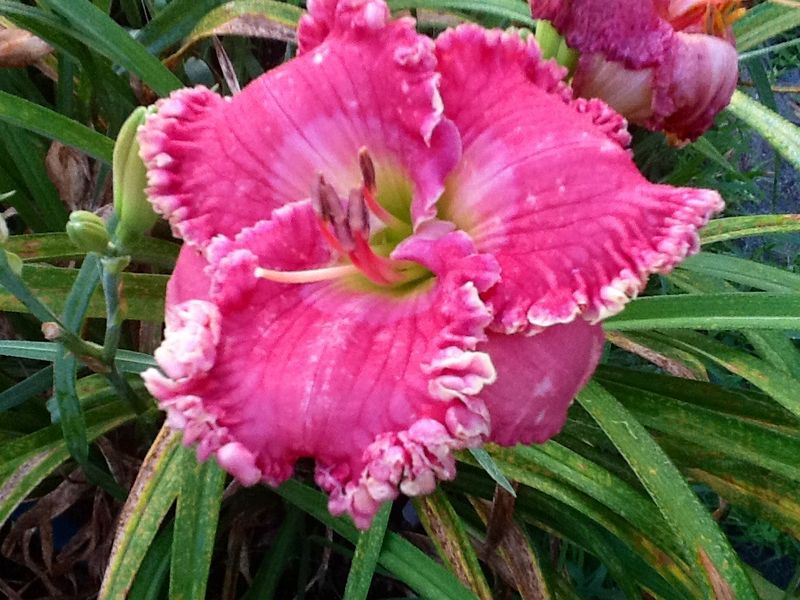 Blooms, photo 16