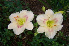 Blooms, photo 17