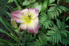 Blooms, photo 19