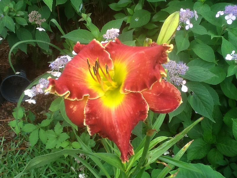 Blooms, photo 23