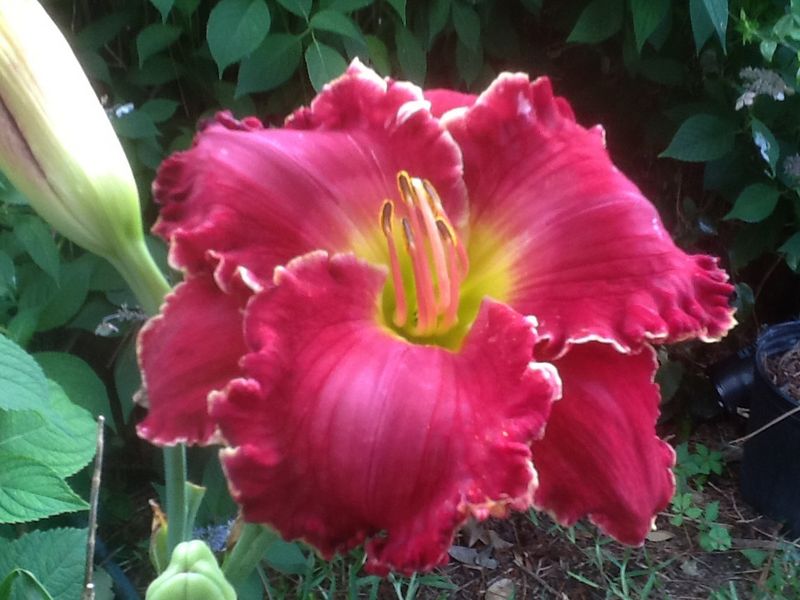 Blooms, photo 25