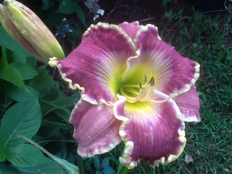 Blooms, photo 26