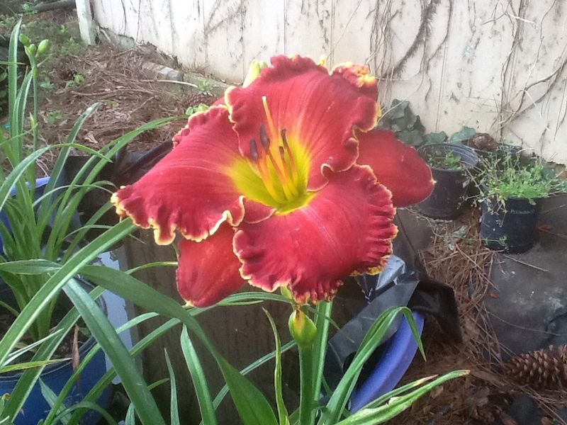 Blooms, photo 30
