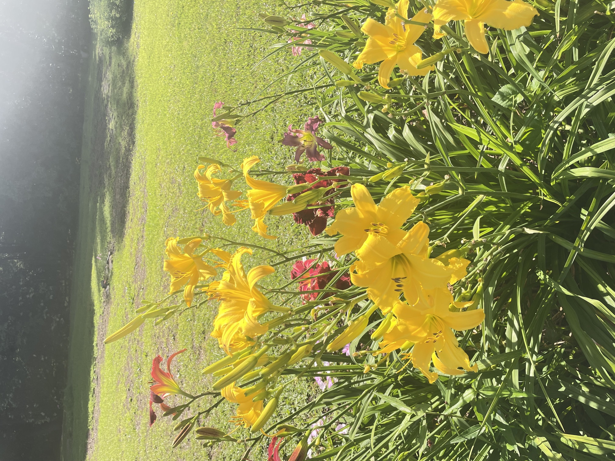 Gardens, photo 5