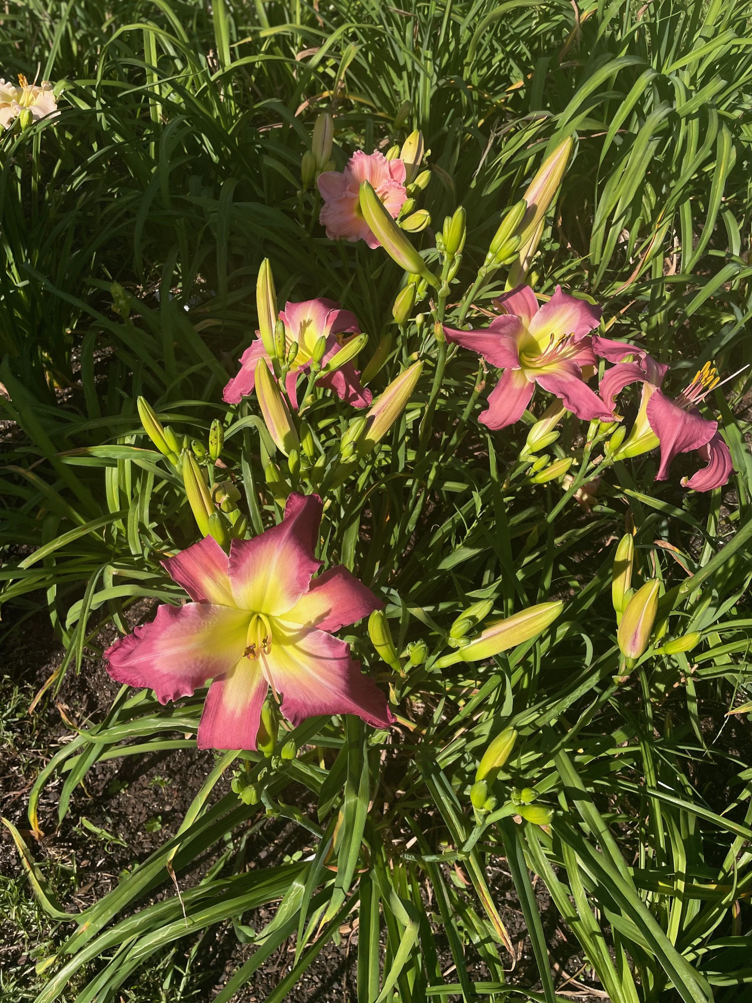 Gardens, photo 7
