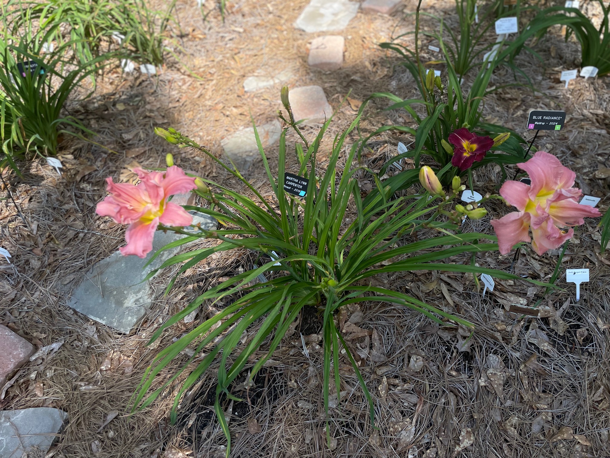 Gardens, photo 13