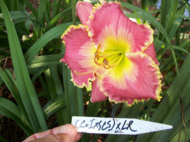 ‘Josephine Anna’