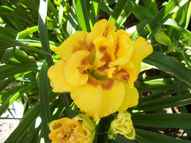 ‘JudMar Golden’