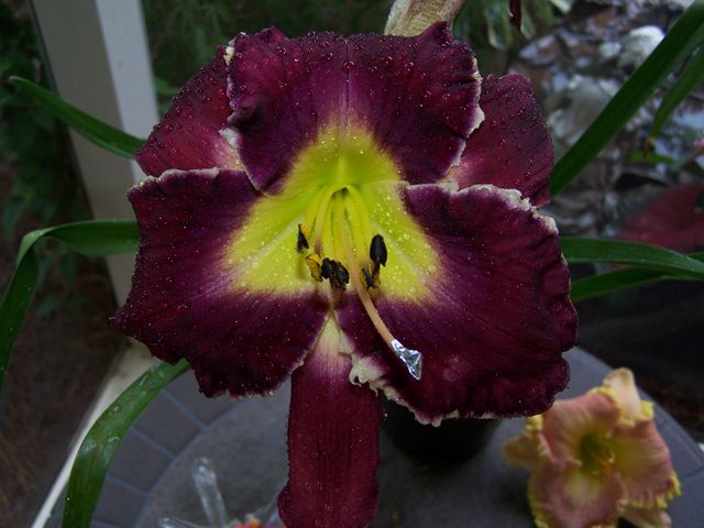 ‘Lei Bledsoe’