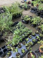 Plant Sale, photo 2