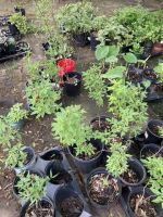 Plant Sale, photo 3