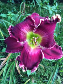 Steve Thompson’s Seedlings, photo 7